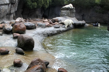 Isbjørne i Aalborg Zoo